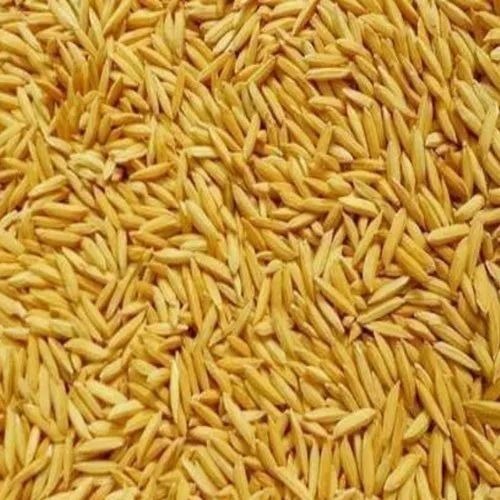 Paddy Seed - Organic Dried, 100% Purity, Golden Color | Grade A, 2 Year Shelf Life