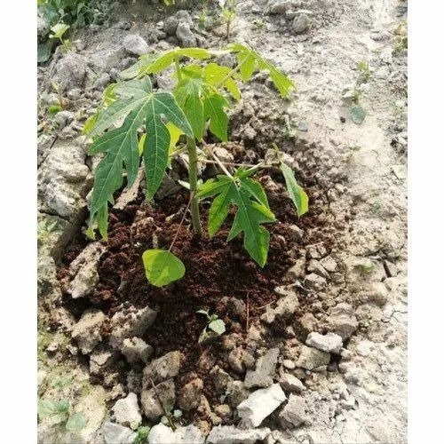 Red Lady 786 Taiwan Papaya Plant - Organic 15 Feet Height Well Drained Soil Well Watered | Green Papaya Plant Carica Papaya Variety Family Caricaceae