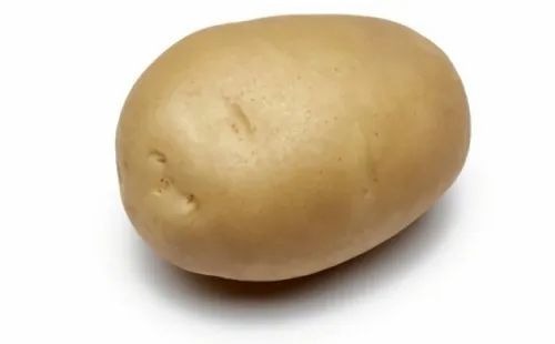 Sagitta Potato Seed