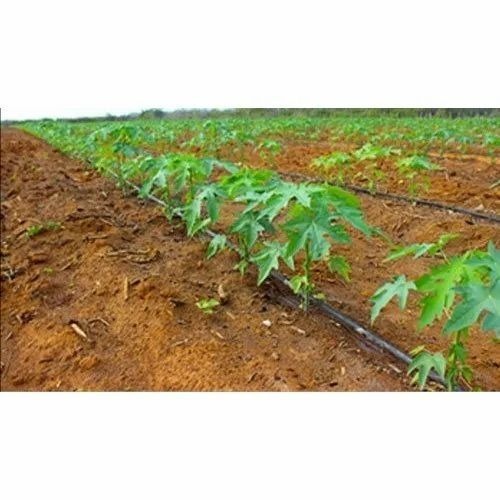 Taiwan Papaya Plant - Carica Papaya, 15 Feet Height, Green Color | Delicious Fleshy Fruit, Well Watered, 7-8 Months to Flowering