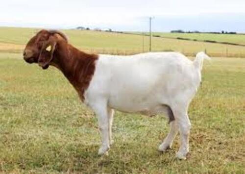 Boer Goat 