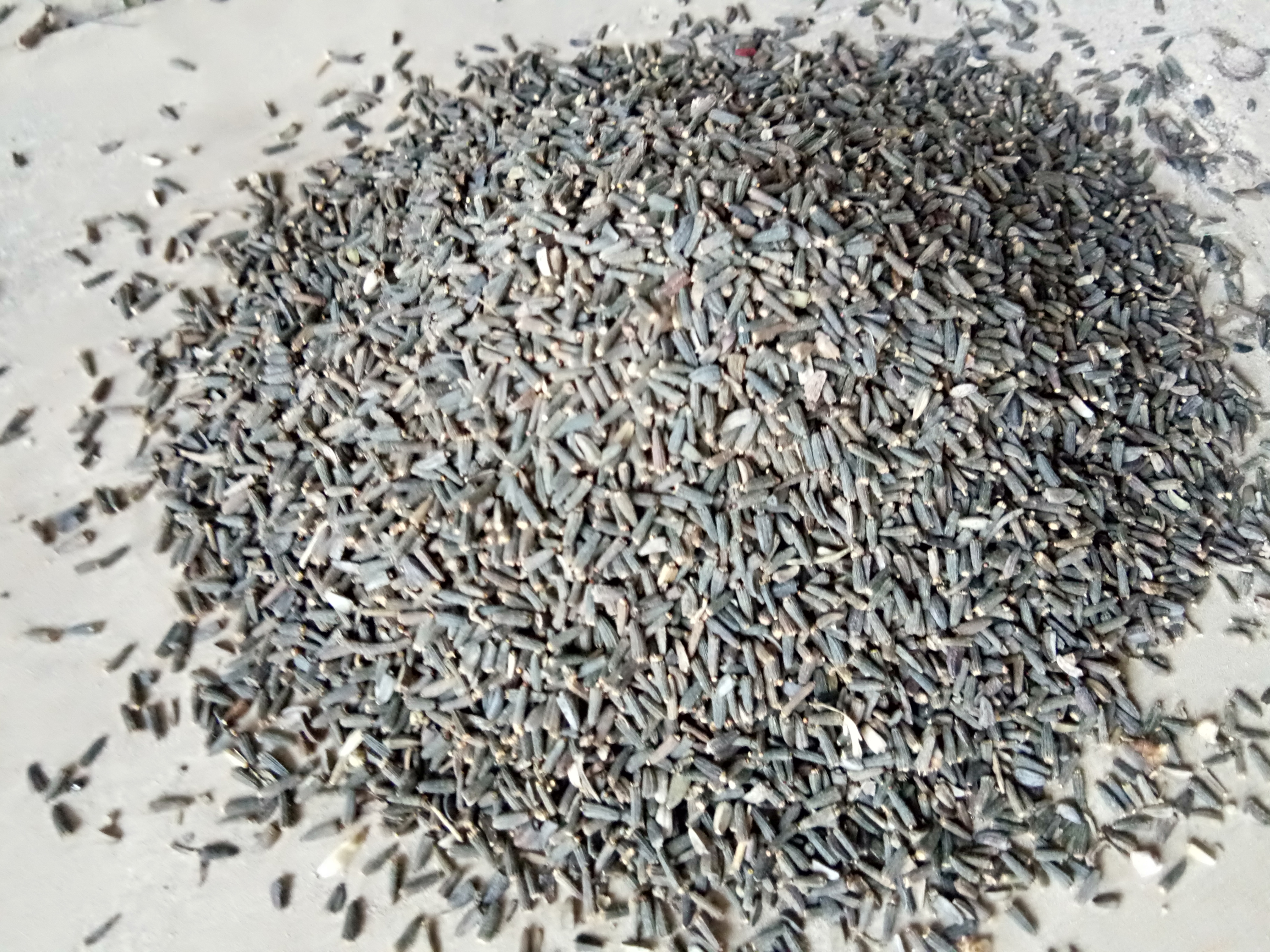 Envigold Kali Jeeri Kalijiri Centratherum Anthelminticum - Dried Herbs | Black Color 100% Purity Multiple Pack Sizes Stored in a Dry Place
