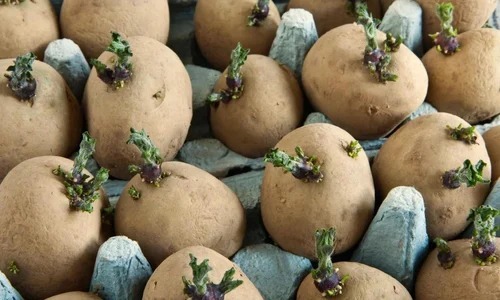 Fresh Seed Potatoes - A Grade Potato Tuber FSSAI Certified | Natural Cultivation 100% Purity Fresh Vegetables Seeds