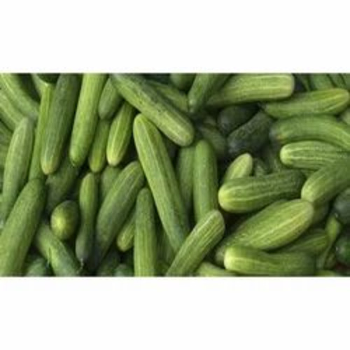 Green Cucumber - Fresh Organic Quality, Very Good Condition | Chopped Style, Common Shape for Cooking