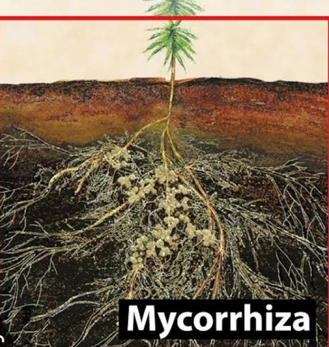 Mycorrhizal Bio Fertilizer Granular - Organic Bio Tech Grade | Agriculture Application, Granular Physical State