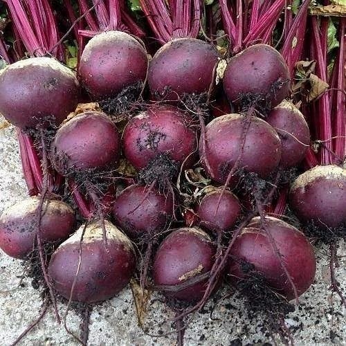 Fresh Beetroot - Protein 1.6 g/100g Vitamin C 8% Available in 50 Kg 20 Kg 10 Kg | Packaging Types: Gunny Bag Crate Carton Chopped Style