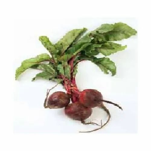 Fresh Beetroot