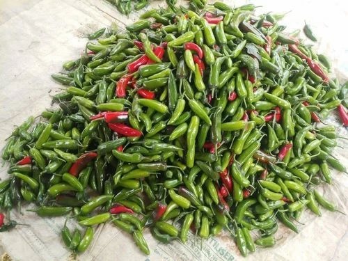 Fresh Green Chillies - A Grade Long Green Shape Chopped Style | Ideal for Cooking Packaged in Plastic Bag Store in Cool and Dry Place