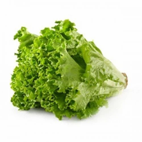 Fresh Lettuce