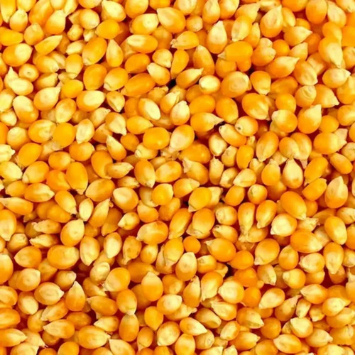 Hybrid Maize Seeds - Ash %: 20