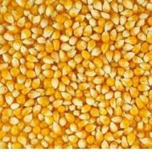 Maize Grain - A Grade, 98% Purity, Fresh Yellow Grain | Chemical-Free, Cost-Effective for Cooking