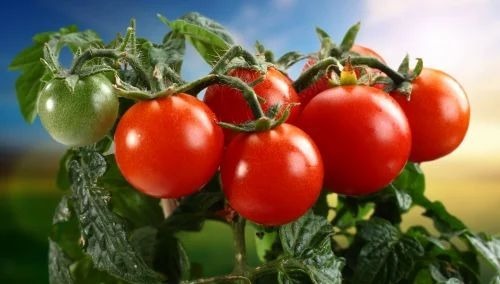 Red Fresh Tomato - Chopped, Brown Color | Common Shape, Cooked Style, Store in a Cool and Dry Place for Optimal Freshness