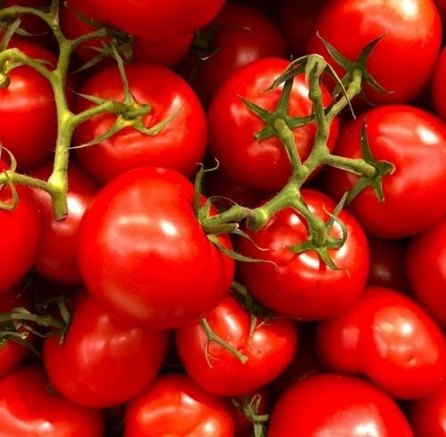 Red Tomato - A Grade, Red Color, Fresh Vegetable | Chopped Processing Form, Common Shape, Cooked Style