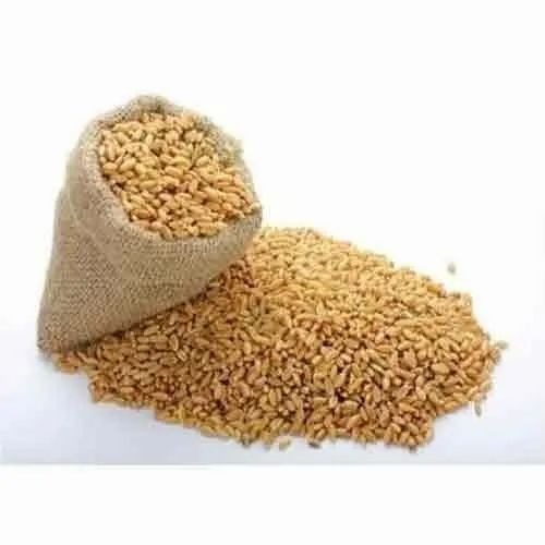 Wheat Grains - 50kg Fresh Golden Quality | 100% Pure, Hard Variety, Grade A