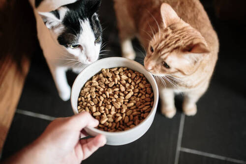 Animals Nutritions