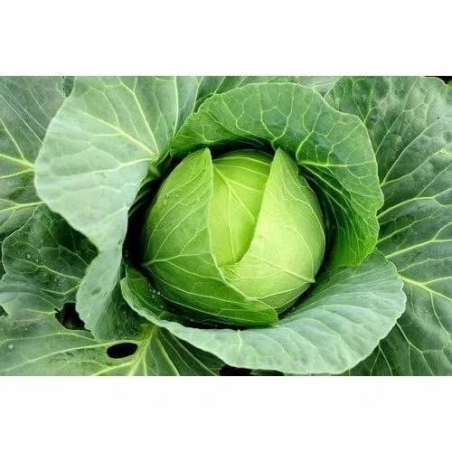 Fresh Cabbage - Organic, Chopped, A Grade, Fresh | Plastic Bag Packaging, No Preservatives, Pesticide Free, Cooked Style