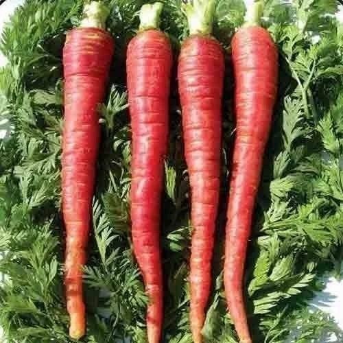 Fresh Carrot - Organic, Chopped, A Grade | Pesticide Free, No Artificial Flavours, Fresh Condition, Common Shape, Cooked Style