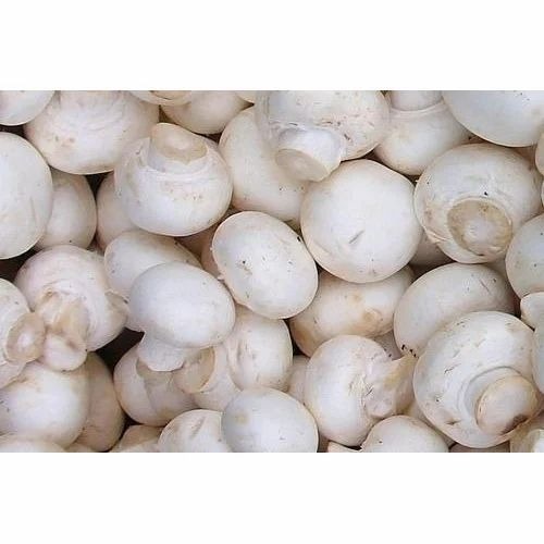 Fresh Mushroom - Organic, A Grade, White Color, No Preservatives, Pesticide Free | Fresh Cultivation Type, Plastic Bag Packaging