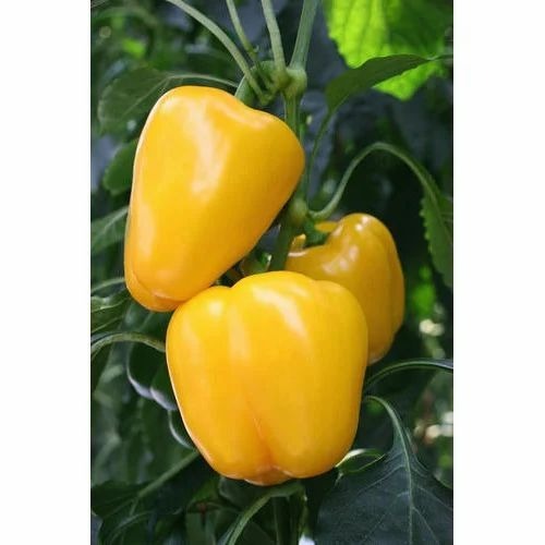 Yellow Capsicum - Organic, A Grade Fresh | No Preservatives, Pesticide Free, Chopped, Cooked Style