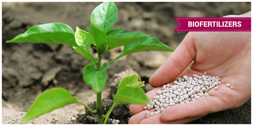 Biological Fertilizer - Application: Agriculture