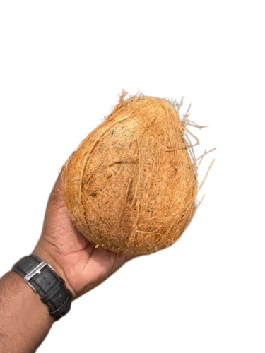 Fresh Brown Coconut - Solid Semi Husked, Large Size, Brown Color | Fresh, Round Shape, Organic Cultivation Type, A Grade Quality