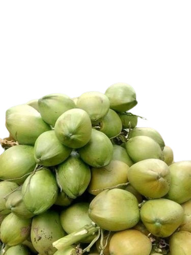 Green Coconut - A Grade Fresh Quality | Green Color, Common Cultivation Type, Naturally Grown for Human Consumption