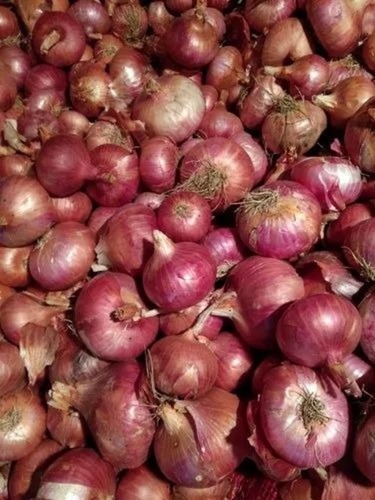 A Grade Onion - Organic, 50 Kg Size, Red Color, Jute Bag Packaging | Chopped Form, Common Shape, Cooked Style