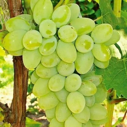 Fresh Green Grapes - 10 Kg Carton, Organic A Grade Quality, Sweet Taste, Green Color, 0.16 g Fat/100g, 18.1 g Carbohydrates/100g, 7-10 Days Shelf Life