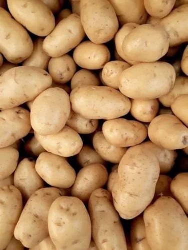 Fresh Jyoti Potato