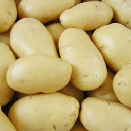 Fresh Potato - Yellow, 50 mm and Above, Packaged in Mesh and Jute Bags, A Grade, Shelf Life 25 Days, Cooked Style, Chopped Processing Form