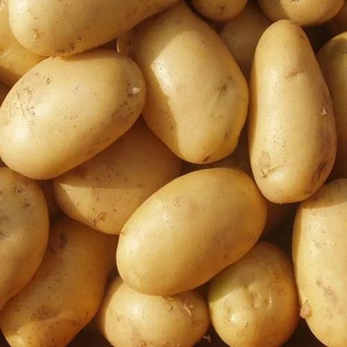 Fresh Potatoes - Organic, A and B Grade, Minimum 20 Kg in Mesh or Jute Bags | Chopped, Common Shape, Shelf Life of 2 Weeks