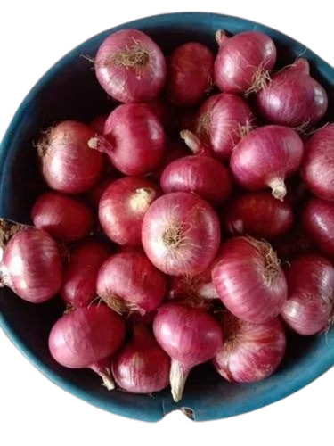 Garva Onion - Gunny & Mesh Packaging, Red Color | Chopped Form, Common Shape, Cooked Style