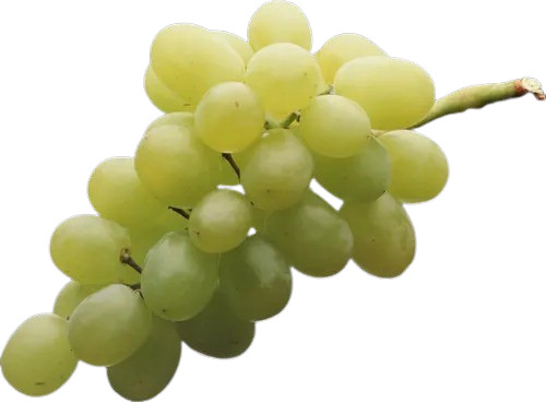 Grapes - 10 Kg A Grade, Fresh Thompson Green Grapes | Sweet Taste, Whole Part, Common Shape, Common Cultivation Type, Green Color