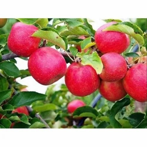 Kashmiri Apple - Wood Box Packaging, Sweet Red Whole Fruit with 0.3g Protein per 100g, 20 Days Shelf Life