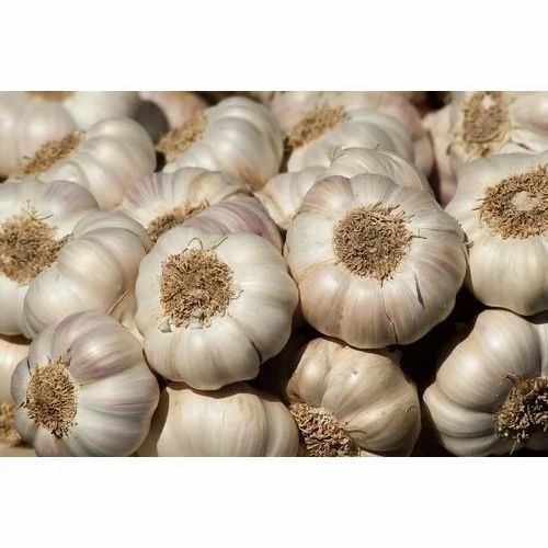 Organic Garlic