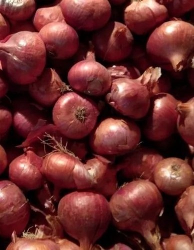 Red Onion - Organic, Large Size, 50 Kg Plastic Bag | Chopped, Common Shape, Style: Cooked