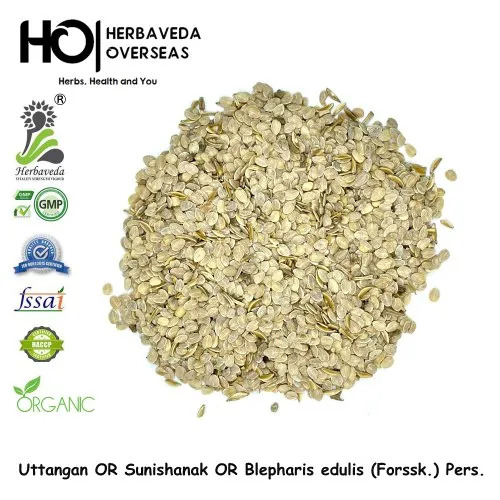 Uttangan Blepharis Herbs Seed