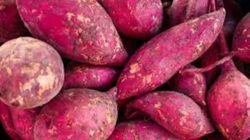 Boiled Sweet Potato - Fresh A Grade Chopped Vegetable | Common Shape Cooked Style Ideal for Culinary Applications