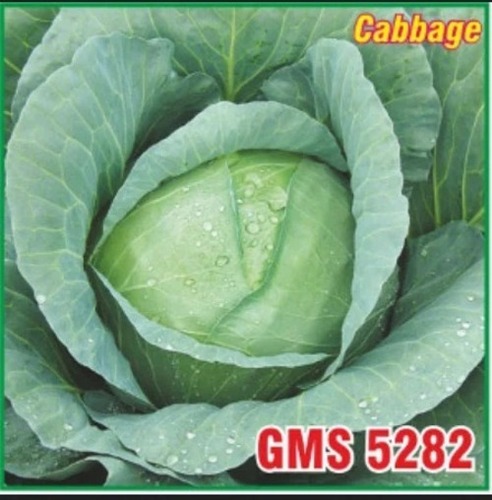 Cabbage Seeds - GMS-5282, 1 kg Natural Vegetable Seeds | Green, Cultivation Type: Natural, Grade: A, Hybrid: 1, Purity: 100%