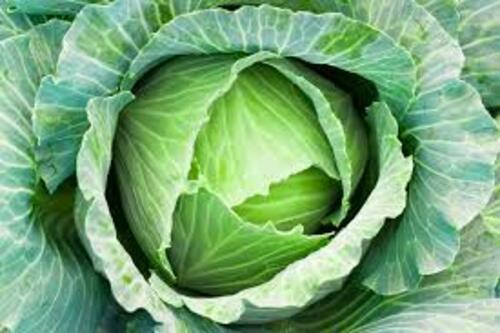 Fresh Cabbage - A Grade Fresh Vegetable , Optimum Quality, Chopped for Cooking