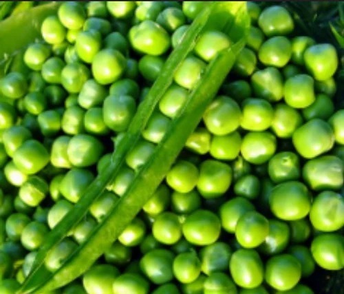 Fresh Peas - A Grade Fresh Vegetable, Optimum Quality | Chopped Style, Common Shape, Ideal for Cooking
