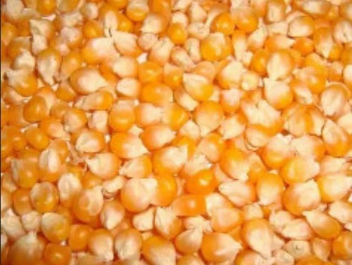 Maize GMS-422 Seeds - Natural 1 kg | Yellow Color Grade A 100% Purity Hybrid Quality