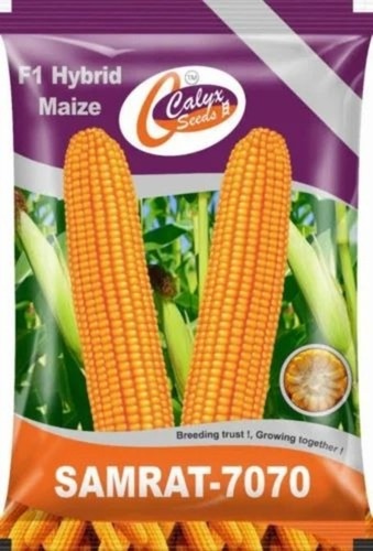 Maize Seeds - Samrat 7070 Natural 1 kg Green | Grade A Hybrid 1 100% Purity