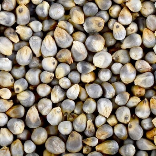 Pearl Millet - Cultivation Type: Organic