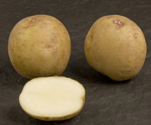 Atlantic Potato