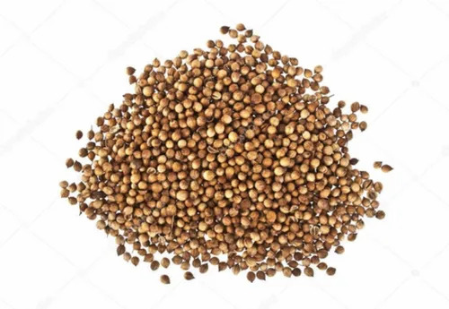 Coriander - Fresh A Grade Cooking Spice , Green Color for Optimum Flavor in Culinary Applications