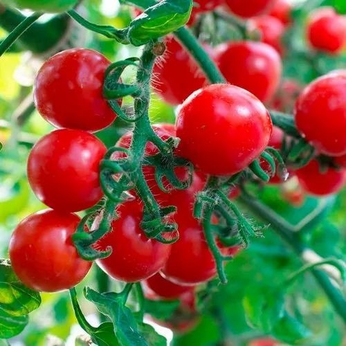 Fresh Tomato - A Grade, Fresh Vegetable | Chopped, Common Shape, Cooked Style