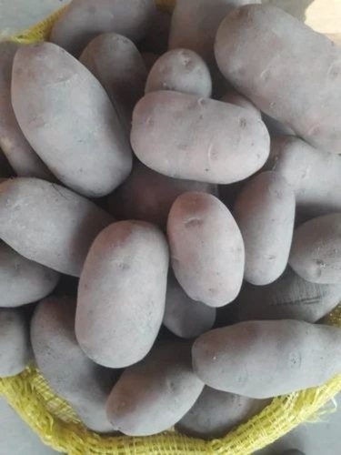 Brown Potato - Organic, Oval Shape, B Grade | Cold Storage, Loose Packaging, Brown Color, Shelf Life 2 Months, Chopped Processing Style, Cooked Style