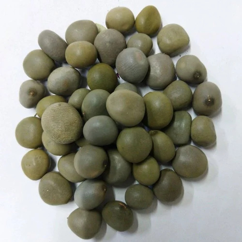 Dry Karanjwa Seeds - Highly Pure Herbal Grade, Hybrid Variety for Optimal Growth