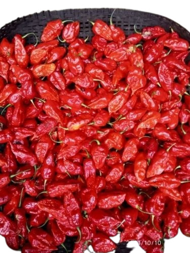 Fresh Bhut Jolokia